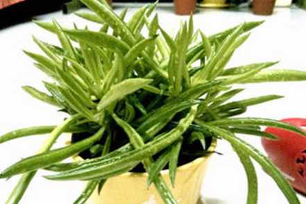 生长速度快的斧叶椒草