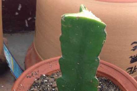 落花之舞嫁接之顶端接法