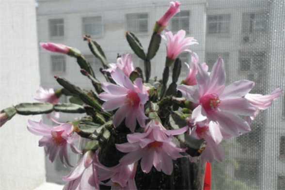 落花之舞怎么施肥 落花之舞怎么施肥