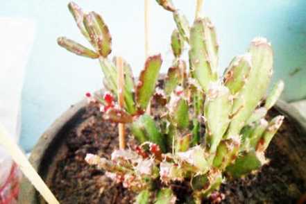 落花之舞怎么浇水