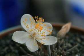 白花韧锦需要施肥吗