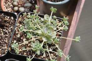 子持年华四季养护方法