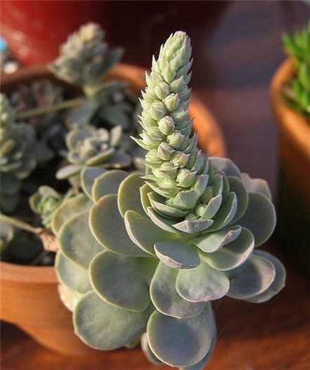 子持年华开花图片