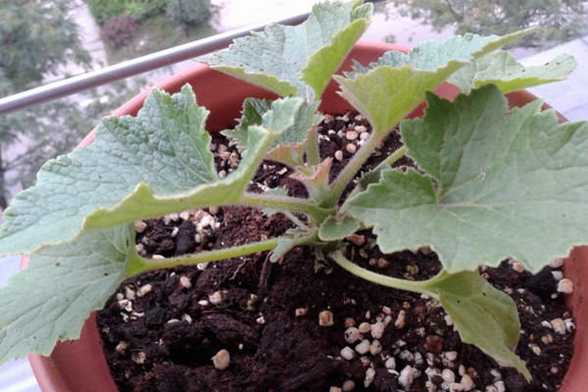 瓜叶菊的播种方法