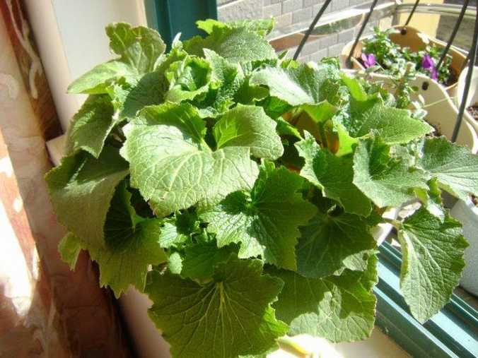 瓜叶菊成株