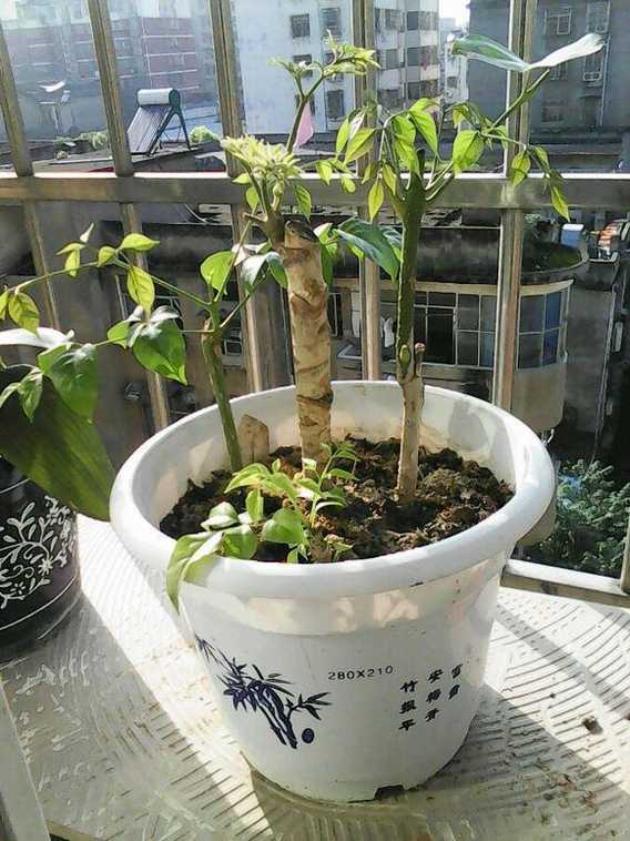 扦插发芽的幸福树