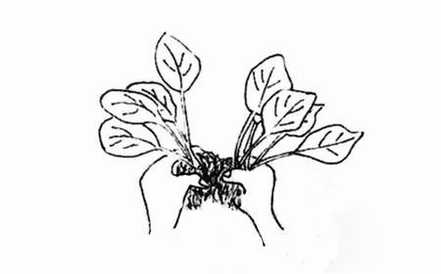 芍药的分株方法 