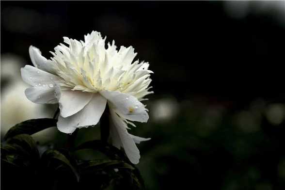 芍药怎么种 芍药怎么种
