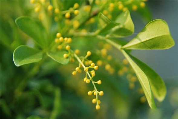 米兰花怎么换盆 米兰花怎么换盆