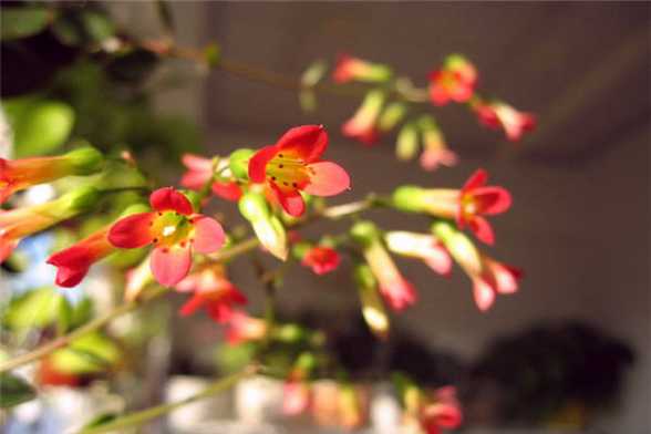 宫灯长寿花夏天怎么养 宫灯长寿花夏天怎么养