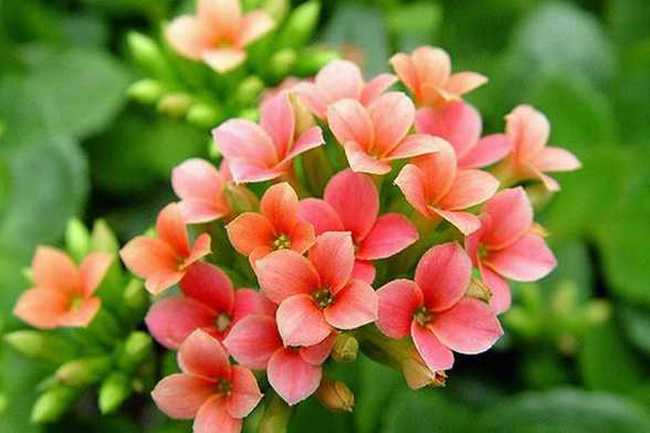 长寿花有毒吗