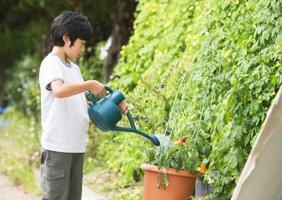 浸泡菜叶后使用
