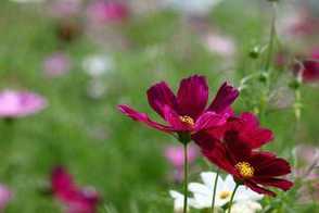 格桑花怎么种