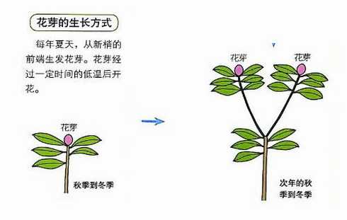 杜鹃花花芽