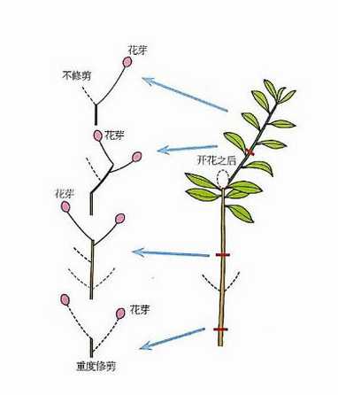 杜鹃花的花芽生长