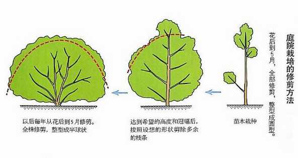 庭院栽培法