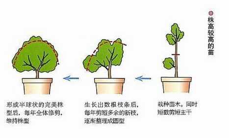 较高杜鹃修剪法