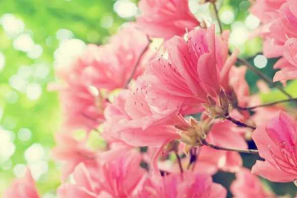 杜鹃花花期养护 杜鹃花花期养护