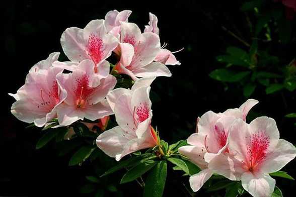 杜鹃花怎么浇水