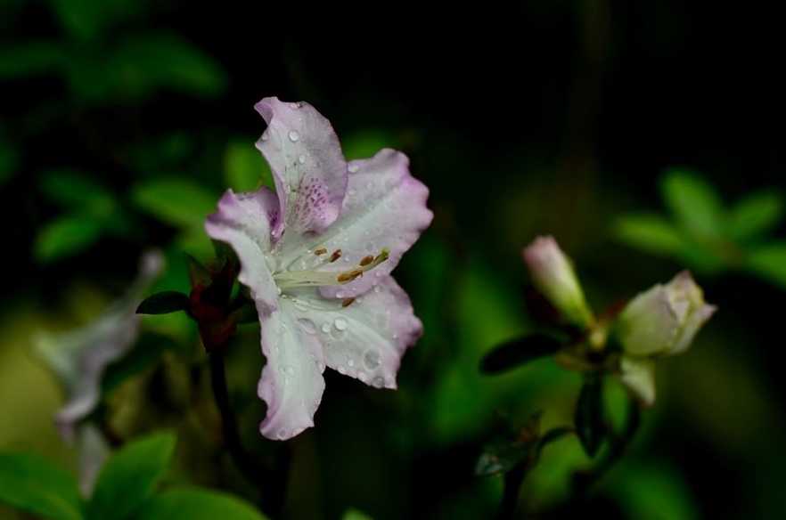 杜鹃花浇水要四季有别