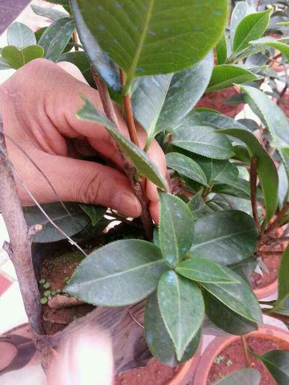茶花靠接