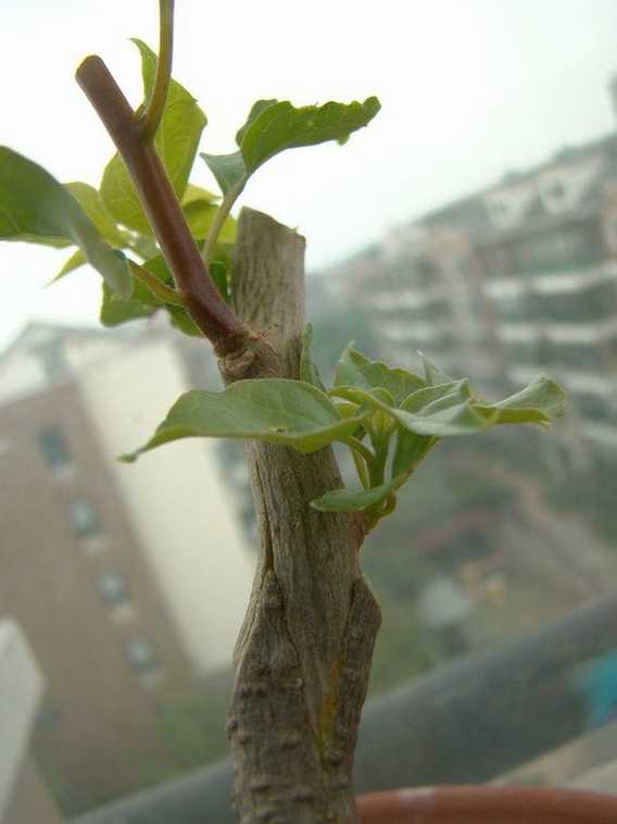 摘除三角梅保鲜膜
