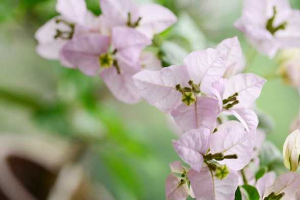 三角梅控水和促花方法