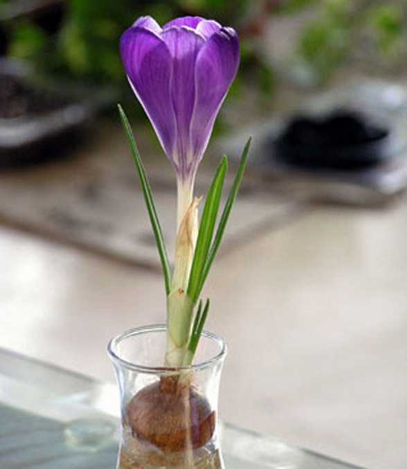 根据种植时间选择藏红花种球