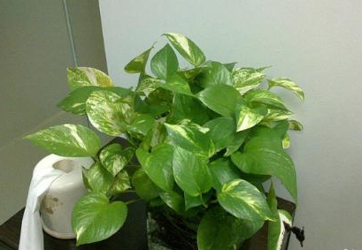 万年青施肥