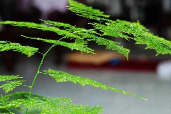 文竹怎么分株分盆移栽 文竹怎么分株分盆移栽