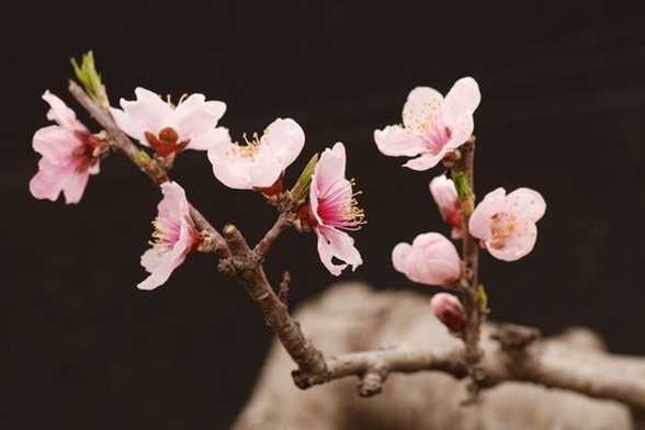 梅花修剪的六大忌 梅花修剪的六大忌