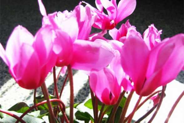 仙客来萌芽期的管理方法 仙客来萌芽期的管理方法