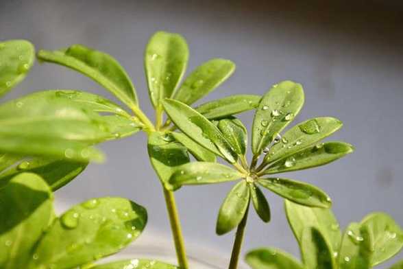 发财树的嫁接繁殖法 发财树的嫁接繁殖法
