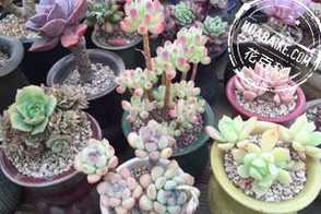 盆栽多肉植物