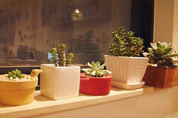 多肉植物徒长不用愁砍头是妙计（图文解说）