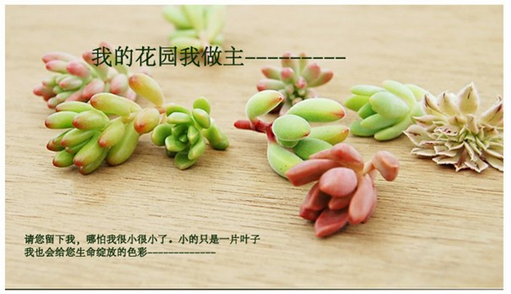 多肉砍头方法