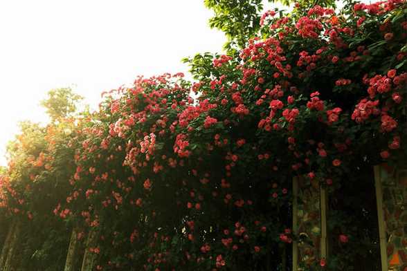 怎样修剪月季花 怎样修剪月季花