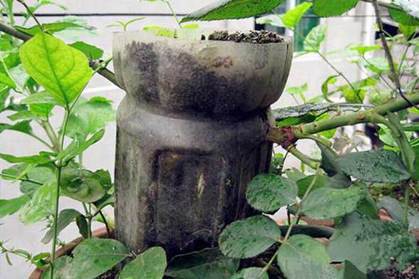 月季花如何压条繁殖(图) 月季花如何压条繁殖(图)