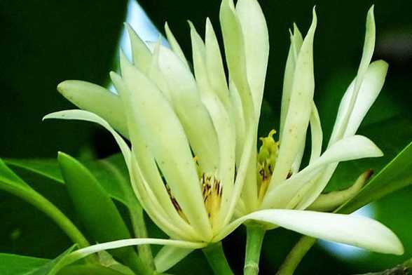 白兰花的浇水方法 白兰花的浇水方法