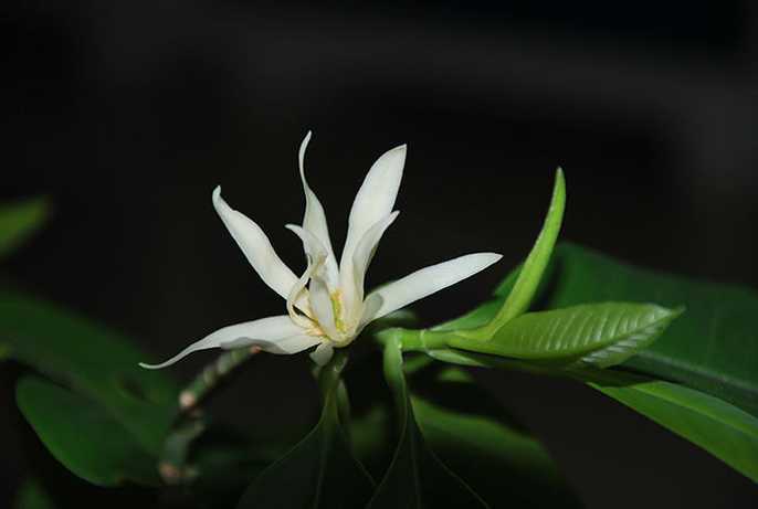 白兰花的浇水方法