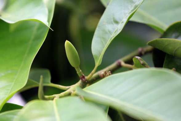 白兰花可以修剪吗 白兰花可以修剪吗