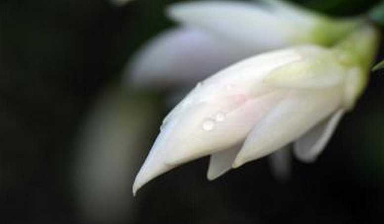 白兰花
