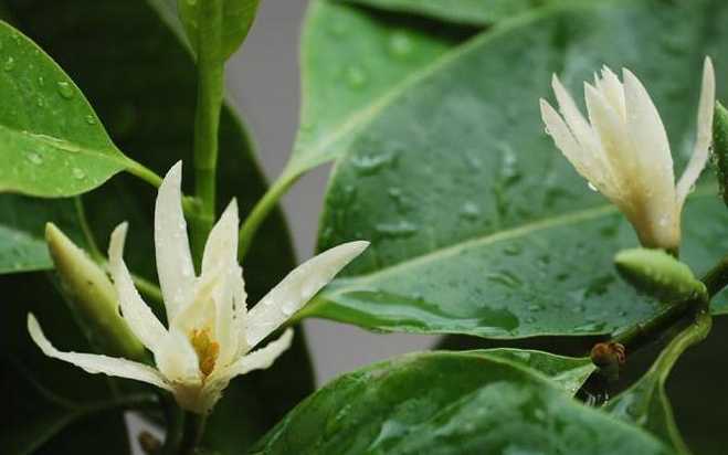 白兰花的剪后护理