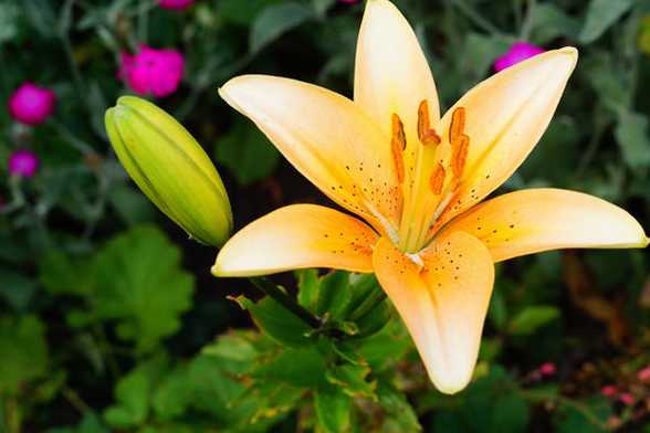 夏季百合花的养护管理方法