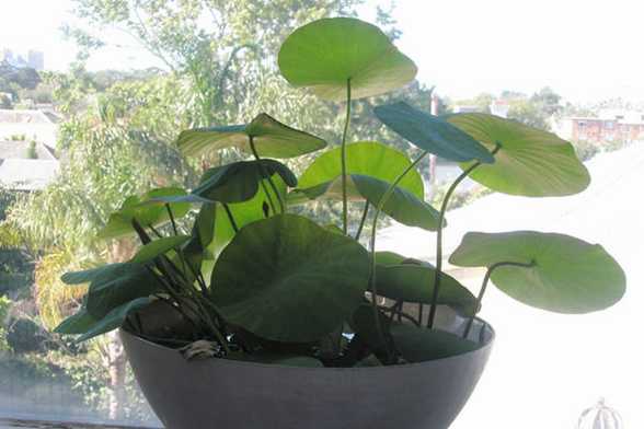 「图解」碗莲的种植方法 「图解」碗莲的种植方法