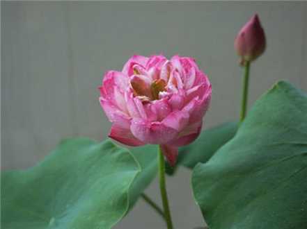 碗莲开花