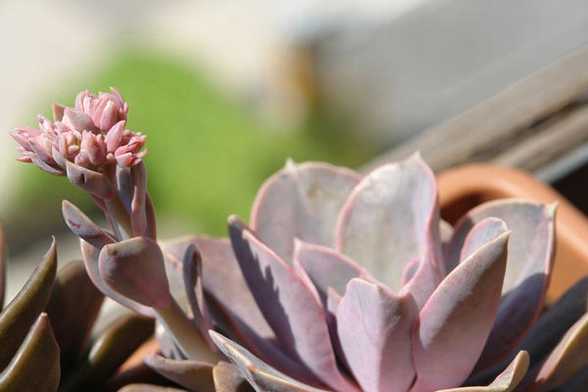 紫珍珠夏季怎么养护 紫珍珠夏季怎么养护