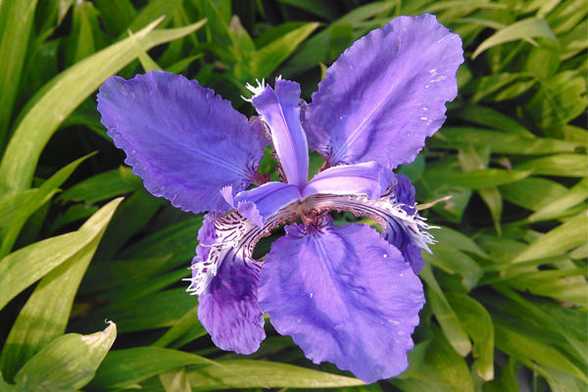 花菖蒲的繁殖方法 花菖蒲的繁殖方法