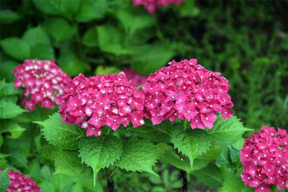 八仙花(绣球花)四季管理要点 八仙花(绣球花)四季管理要点