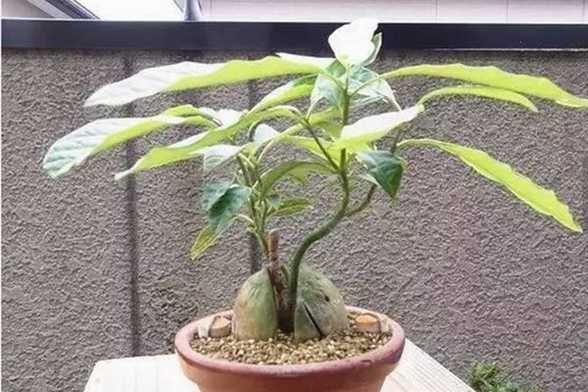 牛油果盆景制作方法 牛油果盆景制作方法